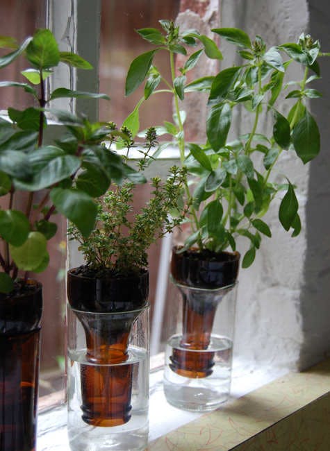 Ideje za uzgoj začinskog bilja u kuhinji