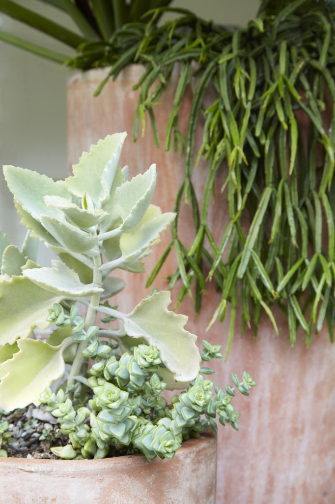 U vrtu krajobrazne arhitektice Flore Grubb