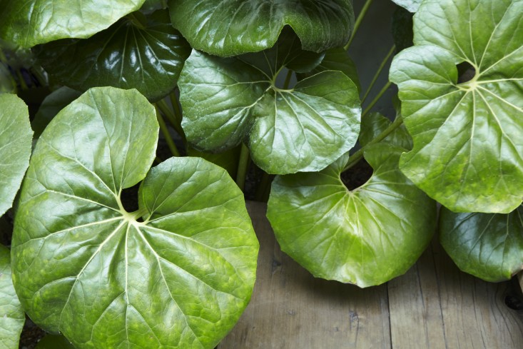 U vrtu krajobrazne arhitektice Flore Grubb